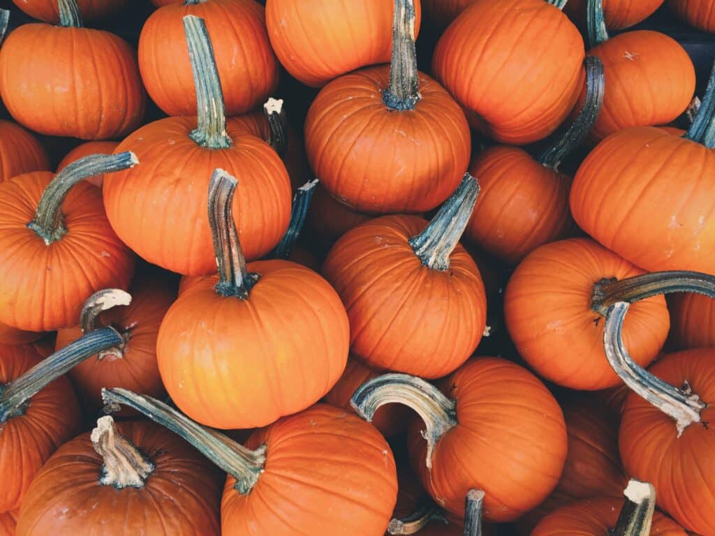 Pile of bright orange pumpkins with stems