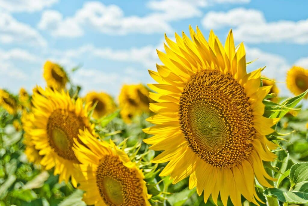 Bright sunflowers in field under blue sky