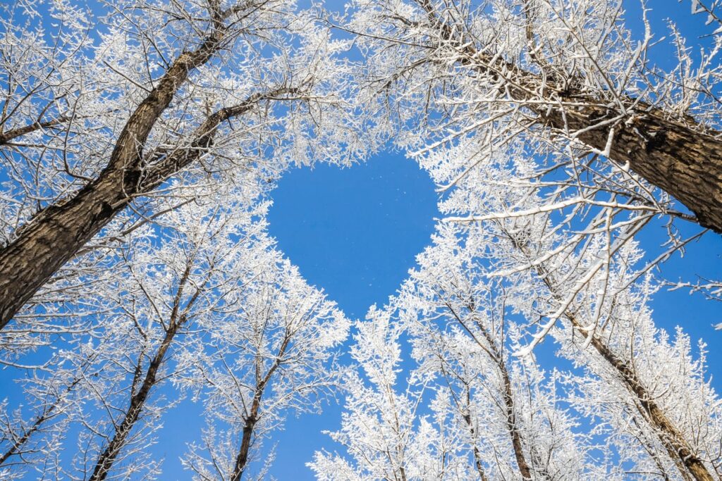 Snow-covered trees against bright blue winter sky