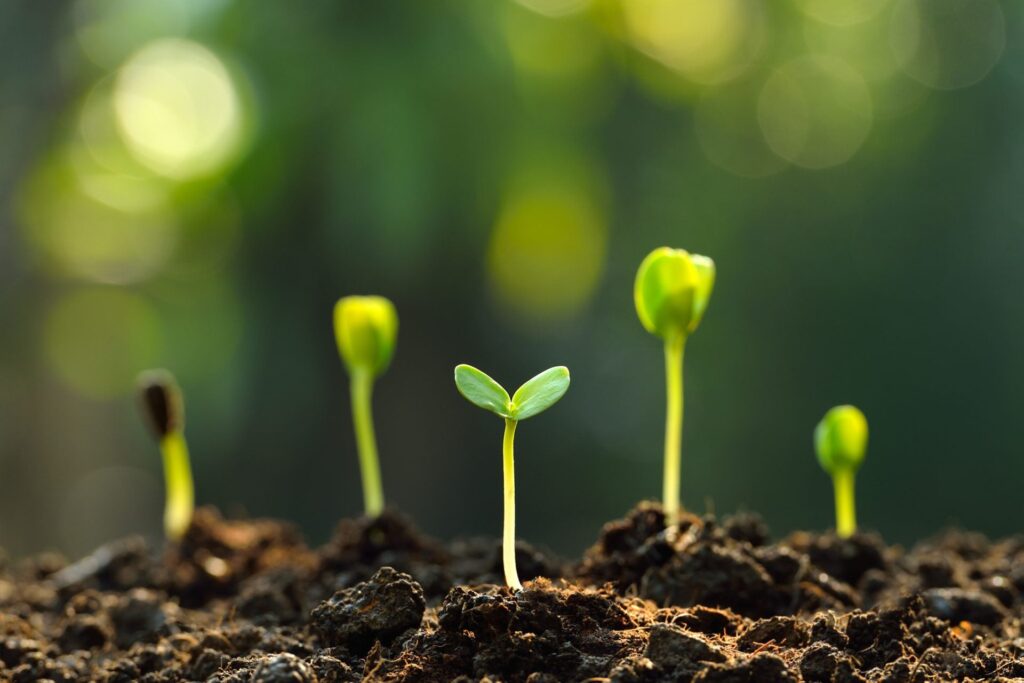 Young green seedlings sprouting from soil