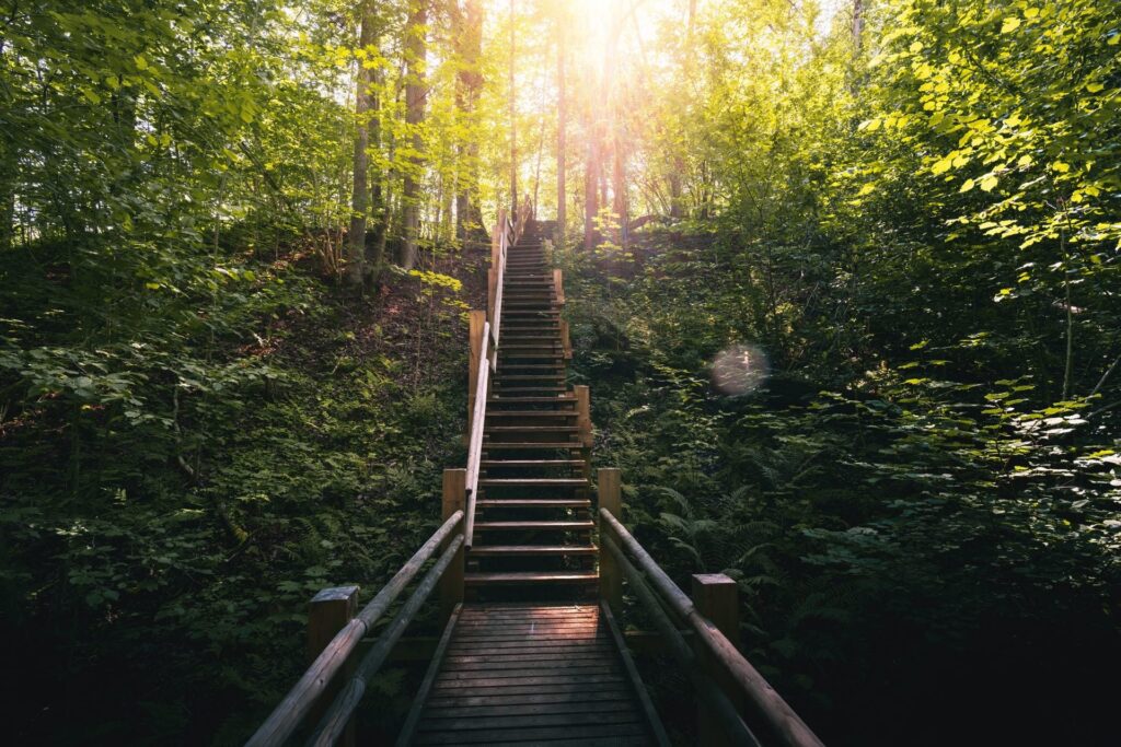 Wooden staircase leading through sunlit forest